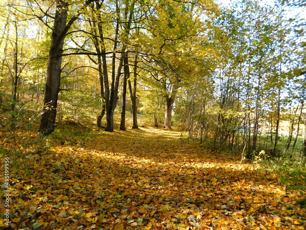 autumn in the park