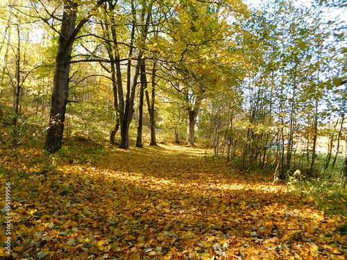 autumn in the park