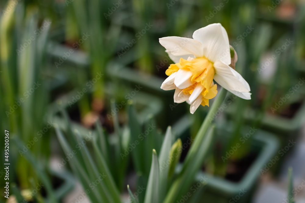yellow daffodil flowers blooming in the garden yellow daffodil flowers blooming in the garden