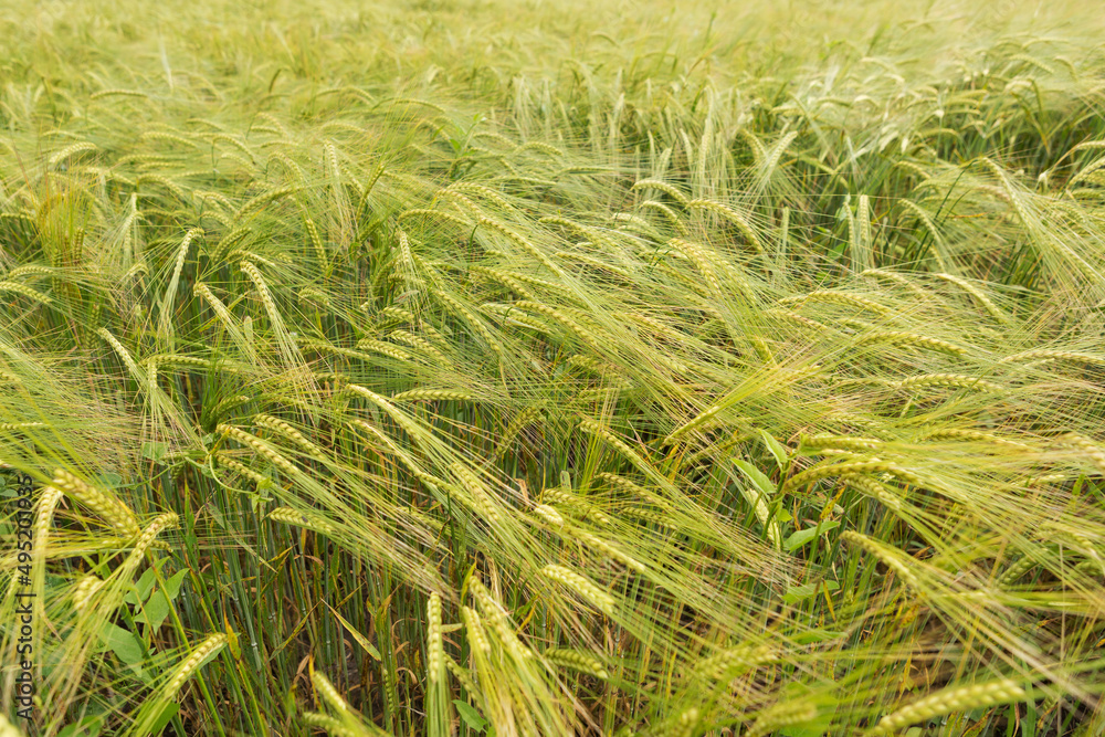 green plants of unripe rye or wheat, close-up, selective focus green plants of unripe rye or wheat, close-up, selective focus