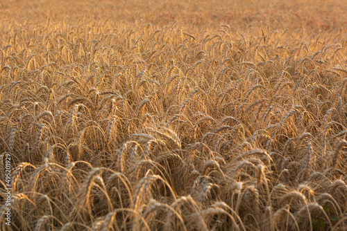 ripe golden wheat, backlit, close-up, selective focus