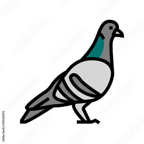pigeon bird color icon vector. pigeon bird sign. isolated symbol illustration