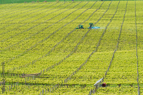 Elevated view of rows of green vines in a vineyard photo