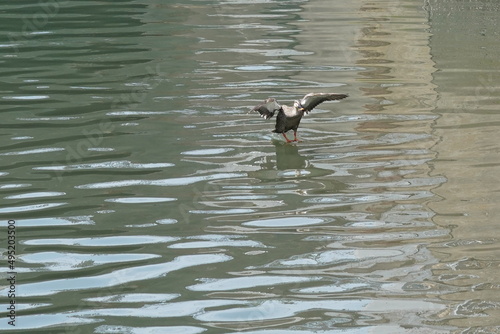 eurasian spot billed duck in the pond