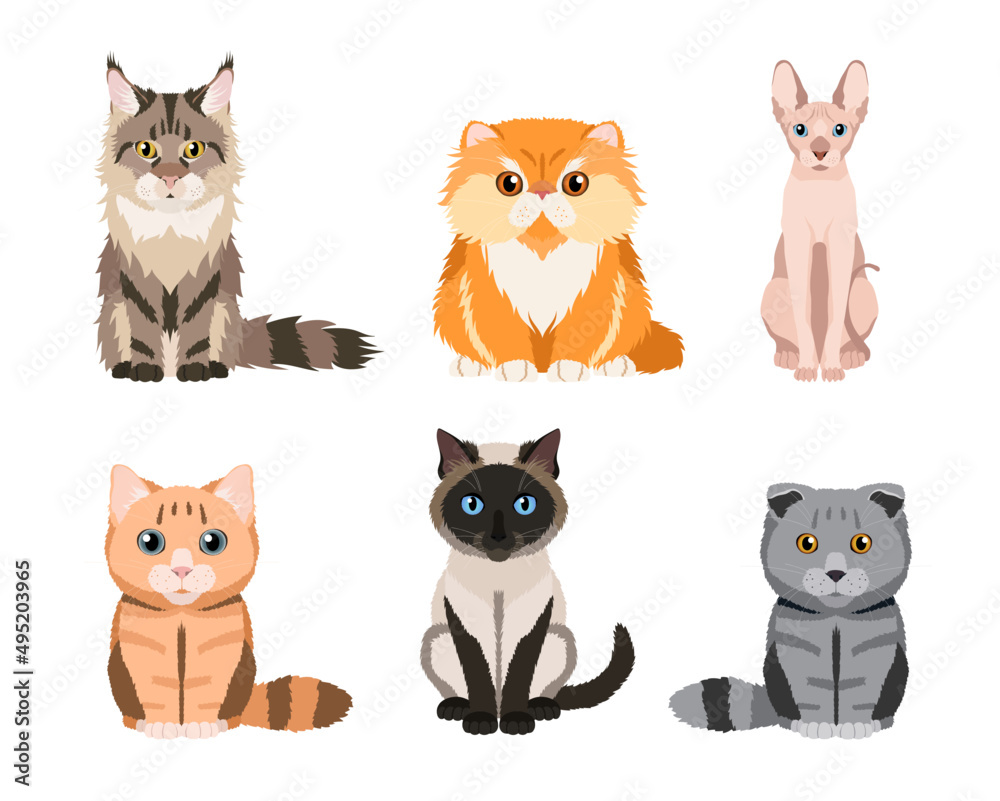 Set of different cat breeds: maine coon, persian, siamese, british cat, scottish fold, sphynx. Cute illustrations isolated on white background. Vector collection for your design