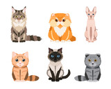 Set of different cat breeds: maine coon, persian, siamese, british cat, scottish fold, sphynx. Cute illustrations isolated on white background. Vector collection for your design