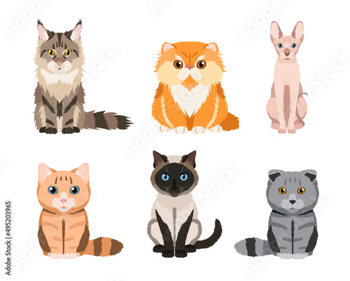 Set of different cat breeds: maine coon, persian, siamese, british cat, scottish fold, sphynx. Cute illustrations isolated on white background. Vector collection for your design