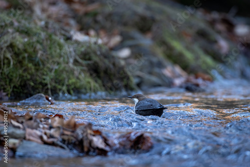 White throated dipper bird cinclus cinclus in natural habitat on river stream