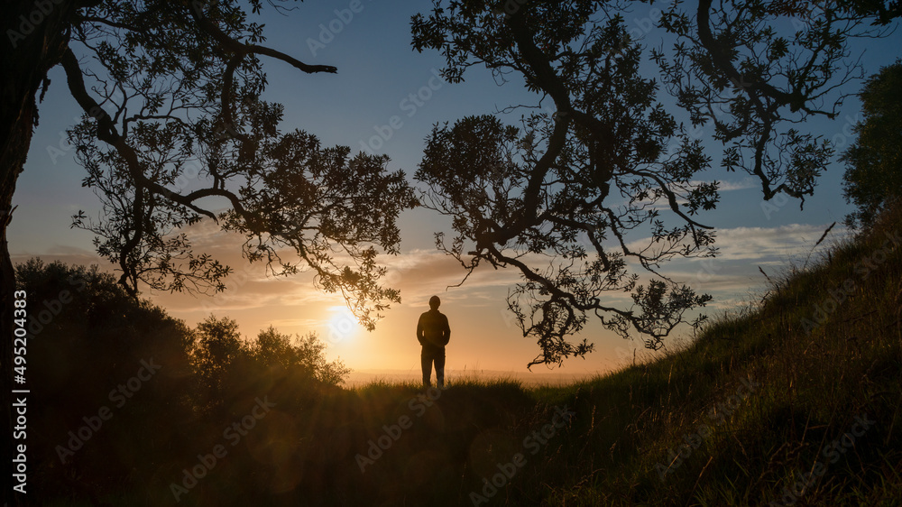 Silhouette of a man standing on the hilltop watch the sunrise, framed by Pohutukawa trees, Auckland.