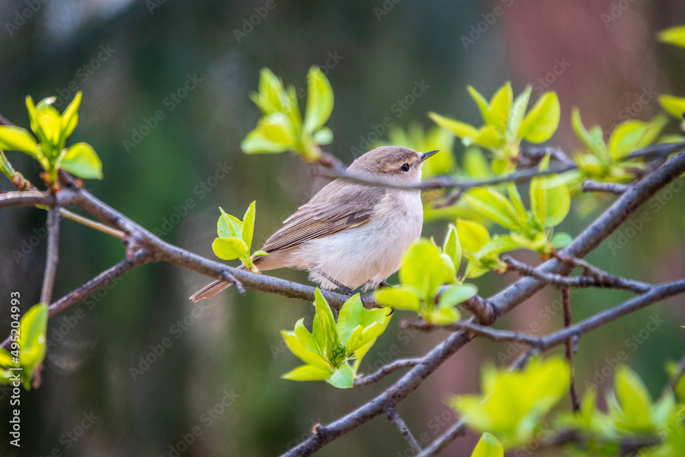 Common chiffchaff, lat. phylloscopus collybita, sitting on branch of bush in spring and looking for food