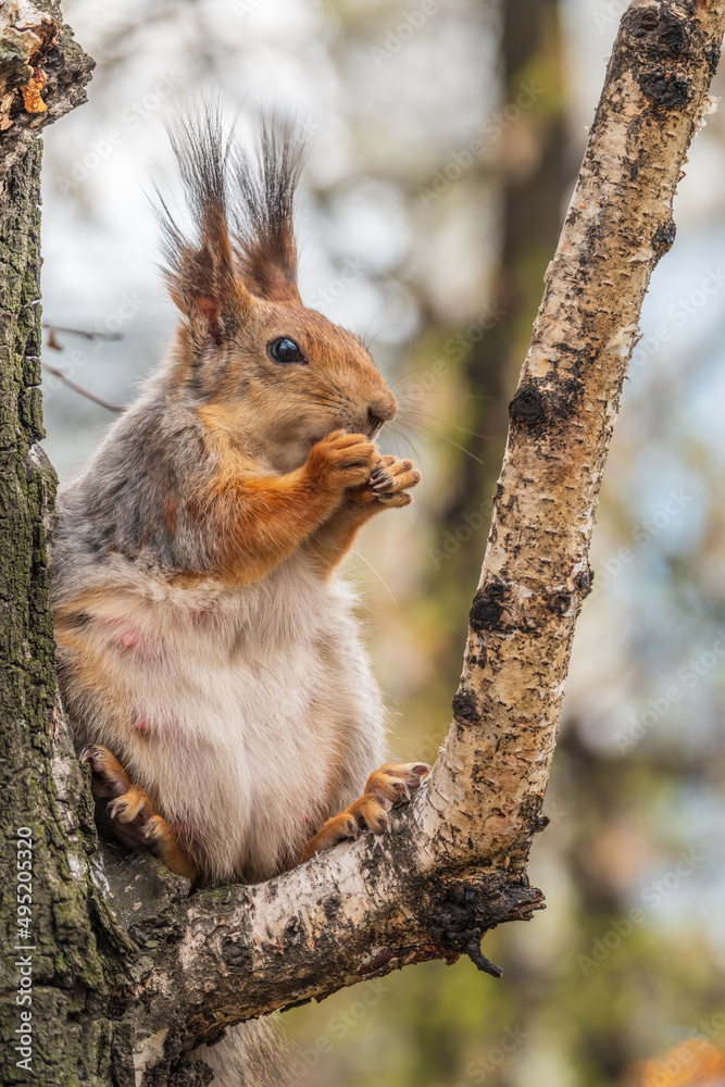 The squirrel with nut sits on a branches in the spring or summer. The squirrel with nut sits on a branches in the spring or summer.