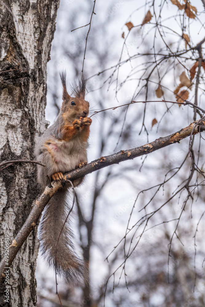 Fototapeta premium The squirrel with nut sits on a branches in the spring or summer.