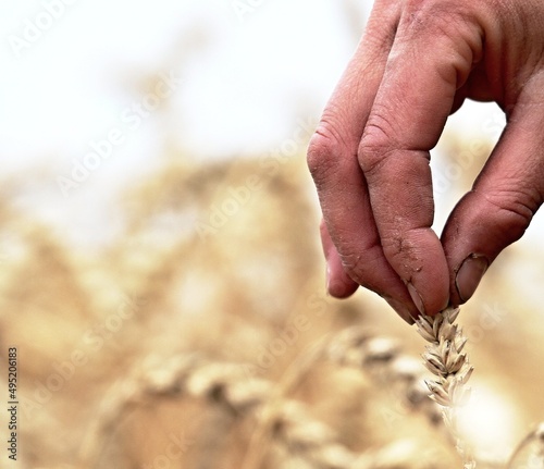 wheat field with hands picking wheat stock photo