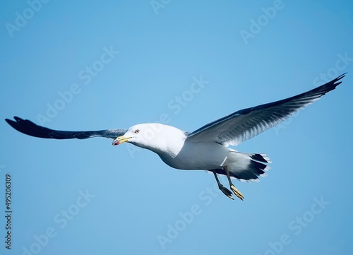 seagull flying to the sky