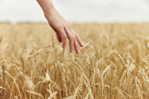 touching golden wheat field spikelets of wheat harvesting organic autumn season concept