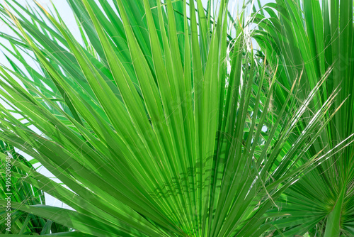 Bright green palm leaves close up. Nature beauty  summer concept. Jungle inspired background