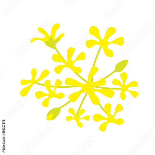 カットイラスト素材_春_菜の花