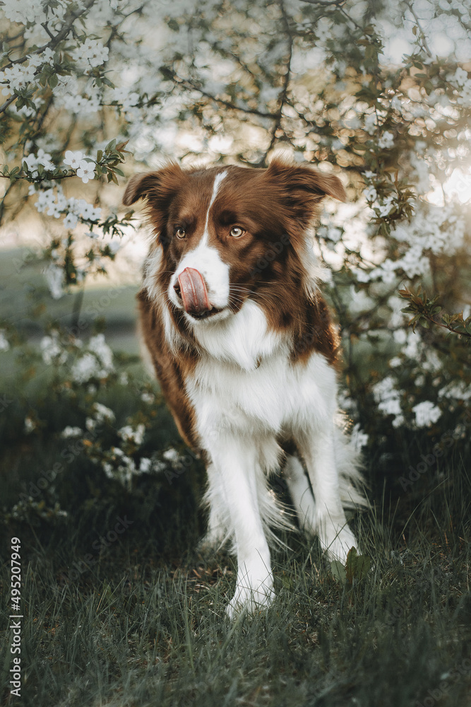 border collie dog in the park
