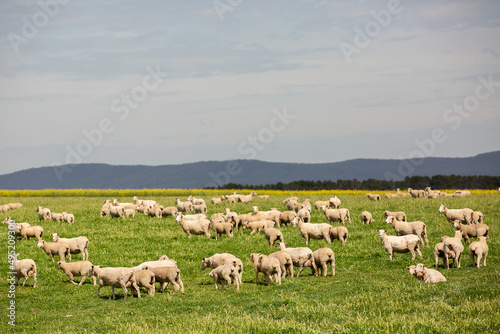 Ewes and lambs in a pasture paddock photo