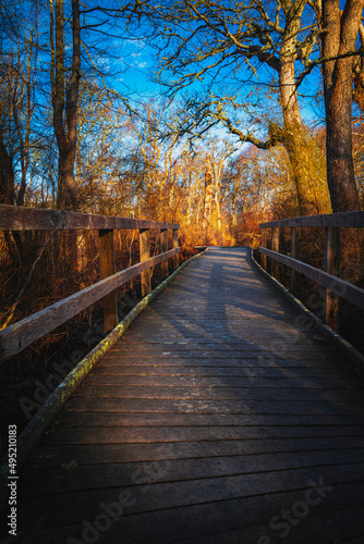 Rustic lichen-covered curved boardwalk in the swampy forest in the winter morning on Cape Cod  Massachusetts.