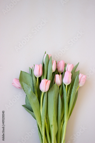 Pink tulips on gray abstract background. Flat lay. Top view. Spring concept. Flowers aestetic photo