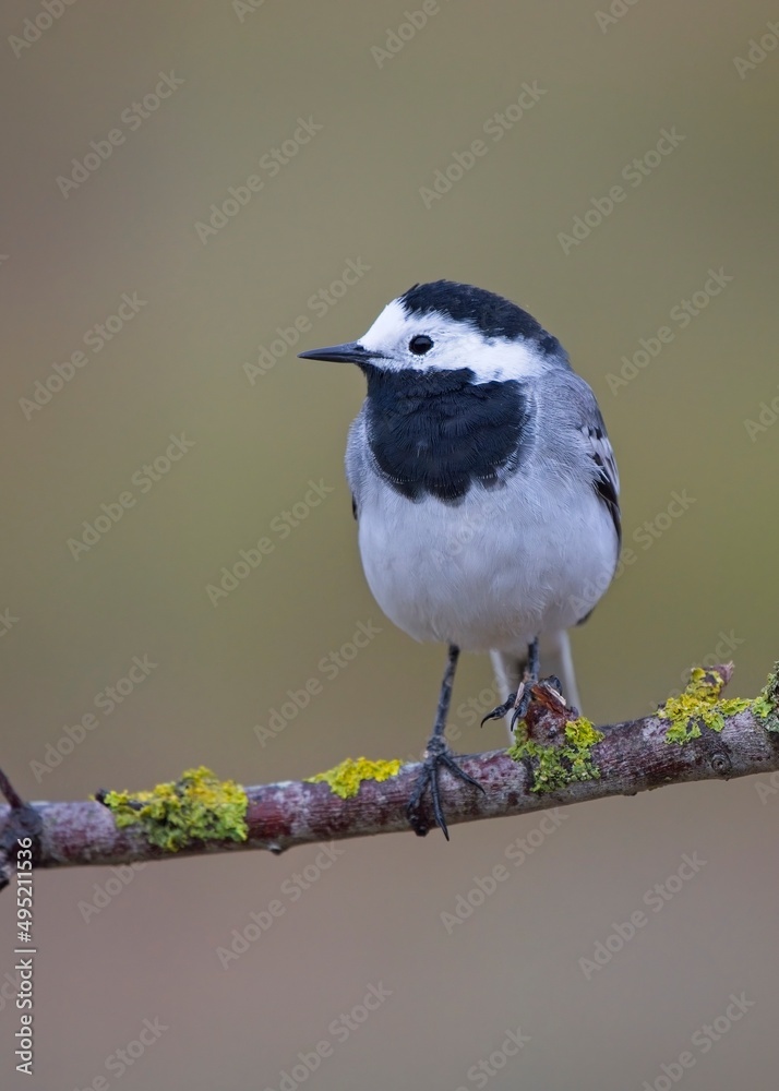 Naklejka premium Adorable white wagtail perched on a tree with lichens and with an out of focus background