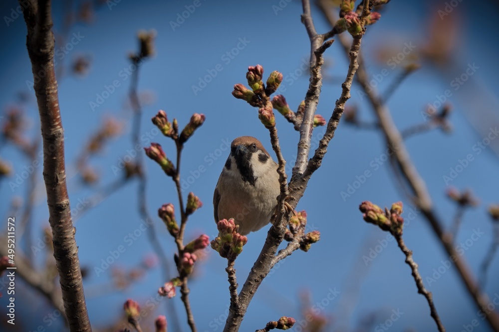 Naklejka premium Bird standing on trees
