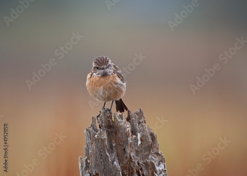 Adorable female of common stonechat perched on a tree with an out of focus background