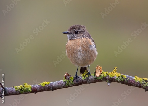 Adorable female common stonechat perched on a tree with an out of focus background