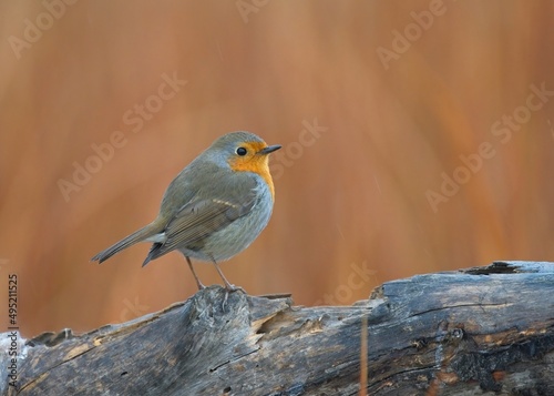Fluffy and adorable european robin perched on a tree with an out of focus background