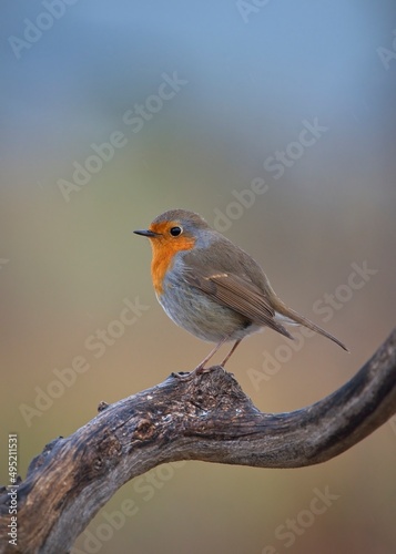 Fluffy and adorable european robin perched on a tree with an out of focus background