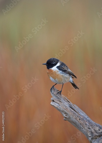 Adorable male of common stonechat perched on a tree with an out of focus background