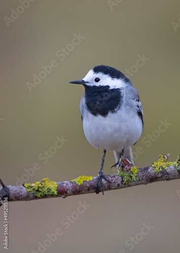 Adorable white wagtail perched on a tree with lichens and with an out of focus background