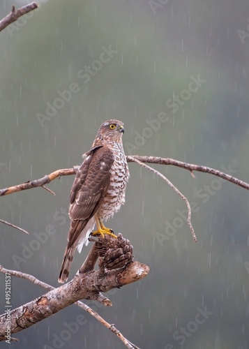 Eurasian Sparrowhawk perched on a dead pine with a green background in a rainy day