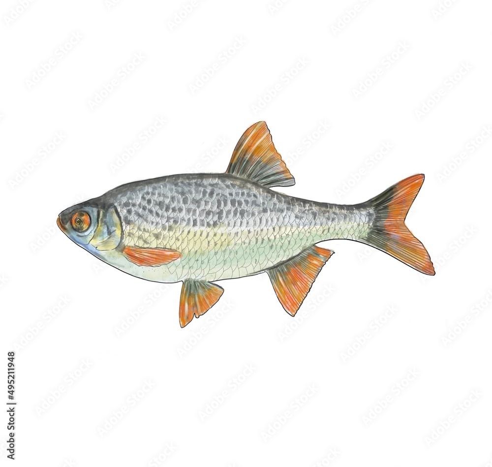 Fish isolatedon the black background.
