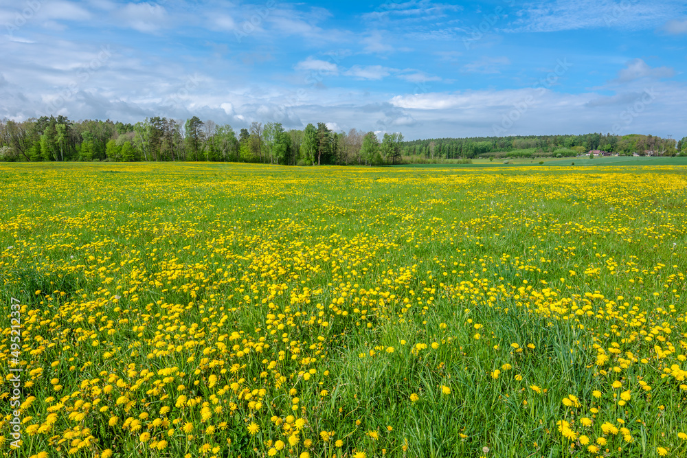 Spring dandelion flowers in green field of grass.