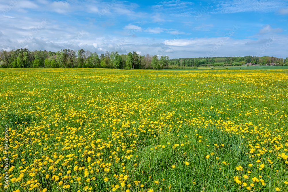 Spring dandelion flowers in green field of grass. Spring dandelion flowers in green field of grass.