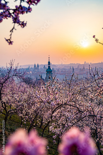 Blooming sakura gardens at sunrise in Prague.