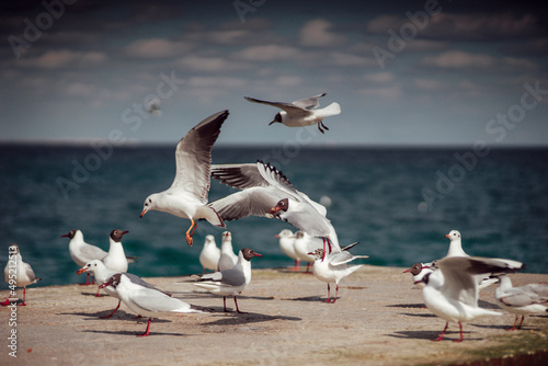 seagulls by the sea screaming Odessa Ukraine © Aleksandr