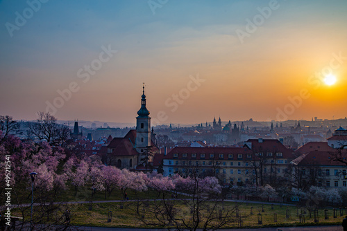 Blooming sakura gardens at sunrise in Prague.