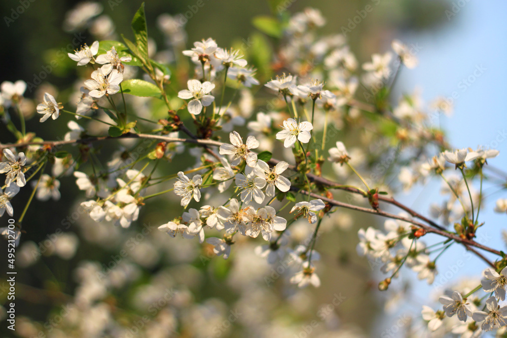 branch of cherry blossoms in the garden at sunset, blooming cherry flowers, white cherry flowers on a sunny day, cherry blossom branch in the garden branch of cherry blossoms in the garden at sunset, blooming cherry flowers, white cherry flowers on a sunny day, cherry blossom branch in the garden
