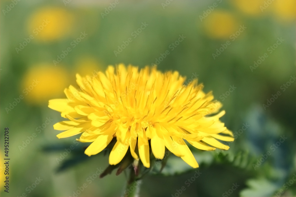 yellow dandelion flower on a summer day, Dandelion in green grass, yellow dandelion flower, spring mood, macro photo of yellow dandelion in summer. yellow dandelion flower on a summer day, Dandelion in green grass, yellow dandelion flower, spring mood, macro photo of yellow dandelion in summer.