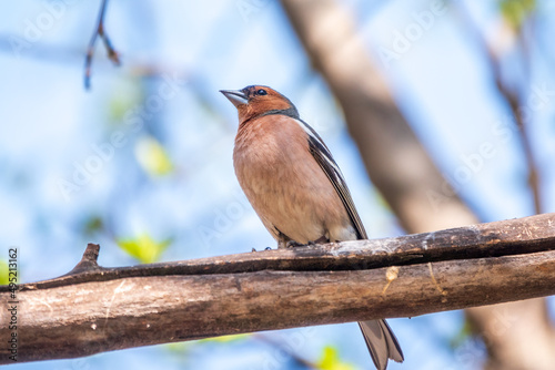 Common chaffinch, Fringilla coelebs, sits on a branch in spring on green background. Common chaffinch in wildlife.