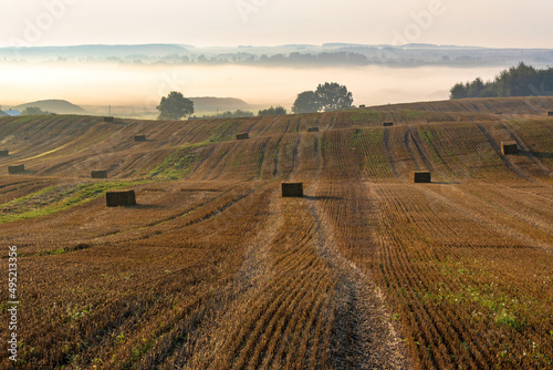 Agricultural field with harvested wheat and bales of straw in early colorful morning in foggy countryside