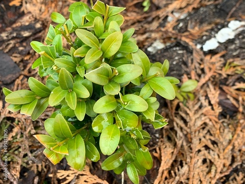 Young boxwood grows in the ground.