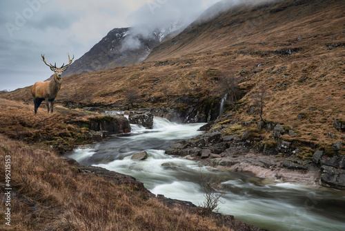 Composite image of red deer...
