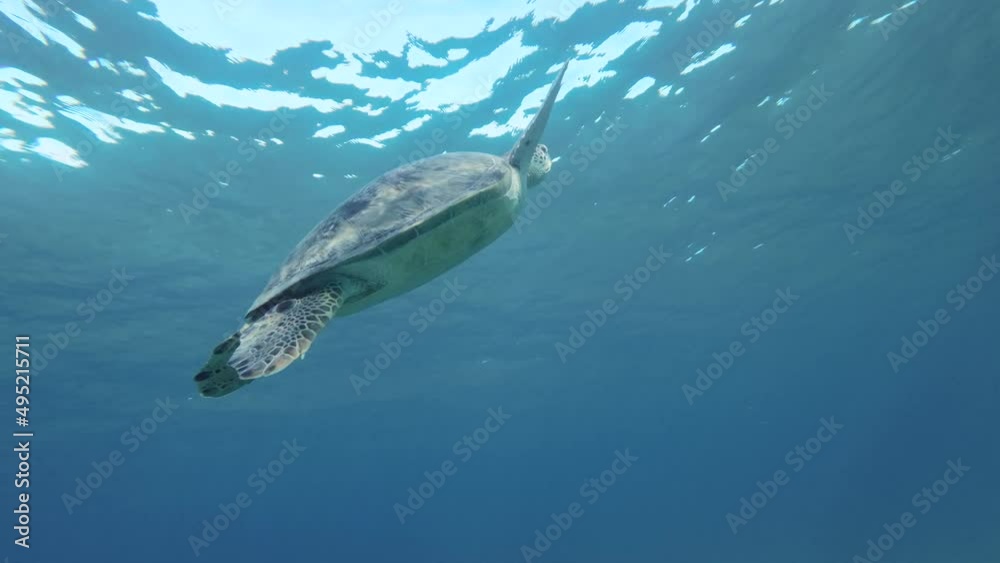 Sea turtle swim to the up for breathes on surface of water and dives down to the sandy seabed. Green Sea Turtle (Chelonia mydas) swim upward. Red Sea, Egypt Sea turtle swim to the up for breathes on surface of water and dives down to the sandy seabed. Green Sea Turtle (Chelonia mydas) swim upward. Red Sea, Egypt