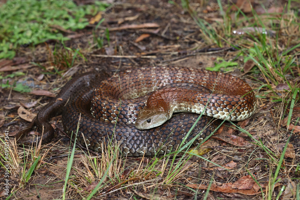 Fototapeta premium Australian highly venomous Eastern Tiger Snake