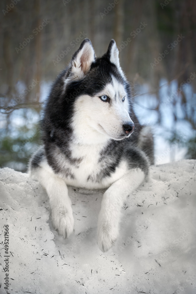 Close-up portrait of a cute husky dog. Funny dog staring at the horizon, playing in nature. Love pet concept