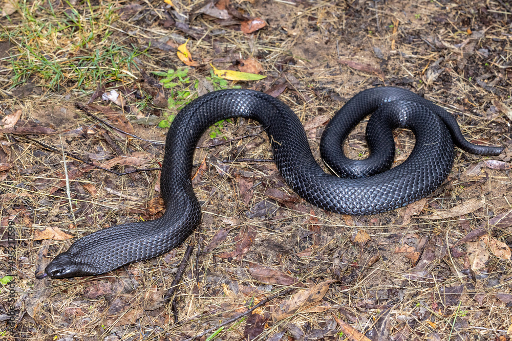 Obraz premium Australian Blue-bellied Black Snake flickering it's tongue